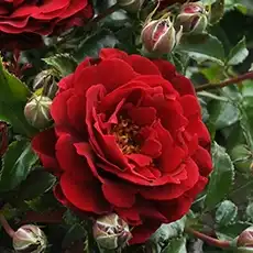Roșu - Trandafiri - Draga™ - 